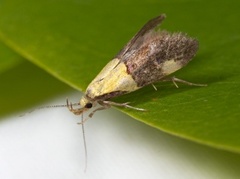 Oecophora bractella