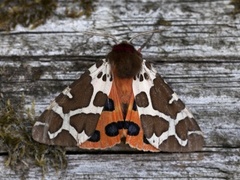 Brun bjørnespinner (Arctia caja)