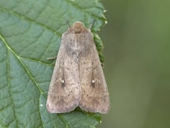 Teglrødt gressfly (Mythimna ferrago)