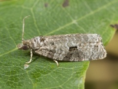 Grå løvvikler (Apotomis semifasciana)