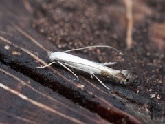 Slyngminérmøll (Lyonetia clerkella)