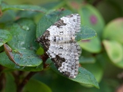 Vårbåndmåler (Xanthorhoe fluctuata)