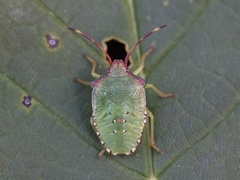 Storløvtege (Acanthosoma haemorrhoidale)