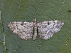 Stor kongledvergmåler (Eupithecia abietaria)