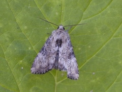 Praktengfly (Apamea scolopacina)