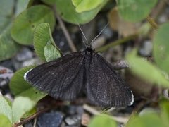 Sotmåler (Odezia atrata)