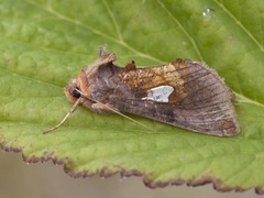 Storflekket metallfly (Autographa bractea)