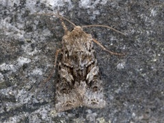 Gulflekkfly (Hada plebeja)