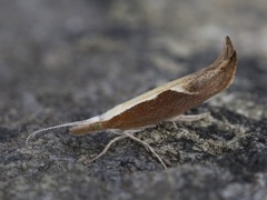 Leddvedsprellemøll (Ypsolopha dentella)