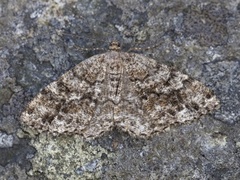 Granbarkmåler (Deileptenia ribeata)