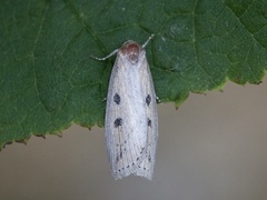 Smalvingefly (Chilodes maritima)