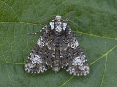 Askekveldfly (Craniophora ligustri)