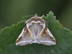 Prakthalvspinner (Habrosyne pyritoides)