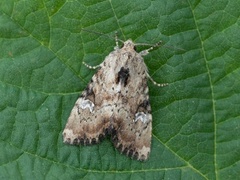 Praktengfly (Apamea scolopacina)