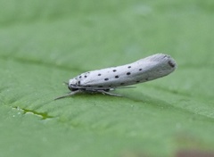 Smørbukkspinnmøll (Yponomeuta sedella)