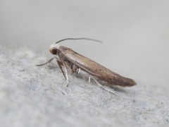 Zelleria hepariella