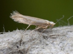 Argyresthia aurulentella