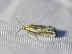 Tistelengvikler (Eucosma cana)