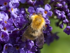 Åkerhumle (Bombus pascuorum)