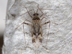 Phytocoris longipennis