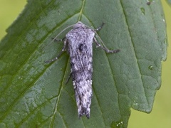 Skogkvistfly (Xylena solidaginis)