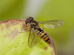 Dobbeltbåndet blomsterflue (Episyrphus balteatus)