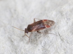 Psallus falleni