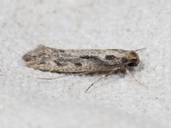 Tørrfiskmøll (Tinea pallescentella)