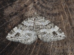 Hvitveislundmåler (Mesotype didymata)