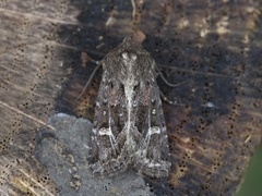 Svart sumpfly (Celaena haworthii)