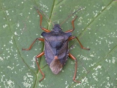 Rødfottege (Pentatoma rufipes)