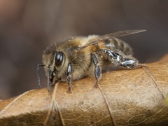 Honningbie (Apis mellifera)