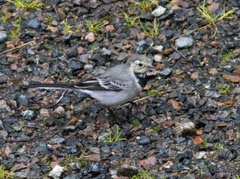 Linerle (Motacilla alba)