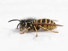 Jordveps (Vespula vulgaris)