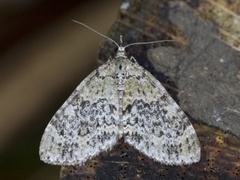 Grønn tungemåler (Acasis viretata)