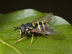 Liten vepseblomsterflue (Chrysotoxum arcuatum)