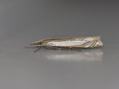 Beitenebbmott (Crambus pascuella)