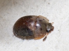 Cychramus variegatus