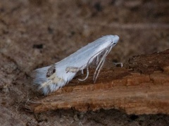 Leucoptera laburnella