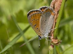 Purpurgullvinge (Lycaena hippothoe)