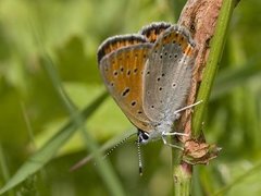 Purpurgullvinge (Lycaena hippothoe)