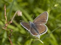 Brun blåvinge (Aricia eumedon)