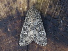 Kålfly (Mamestra brassicae)