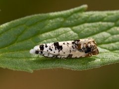 Landøydaengvikler (Eucosma campoliliana)