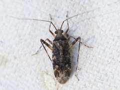 Phytocoris populi