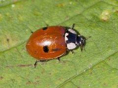 To-prikket marihøne (Adalia bipunctata)