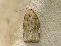 Hasselbladvikler (Pandemis corylana)