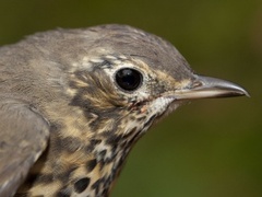 Måltrost (Turdus philomelos)