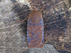 Variabelt flatfly (Conistra vaccinii)