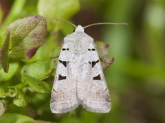 Grått kilefly (Eugnorisma glareosa)